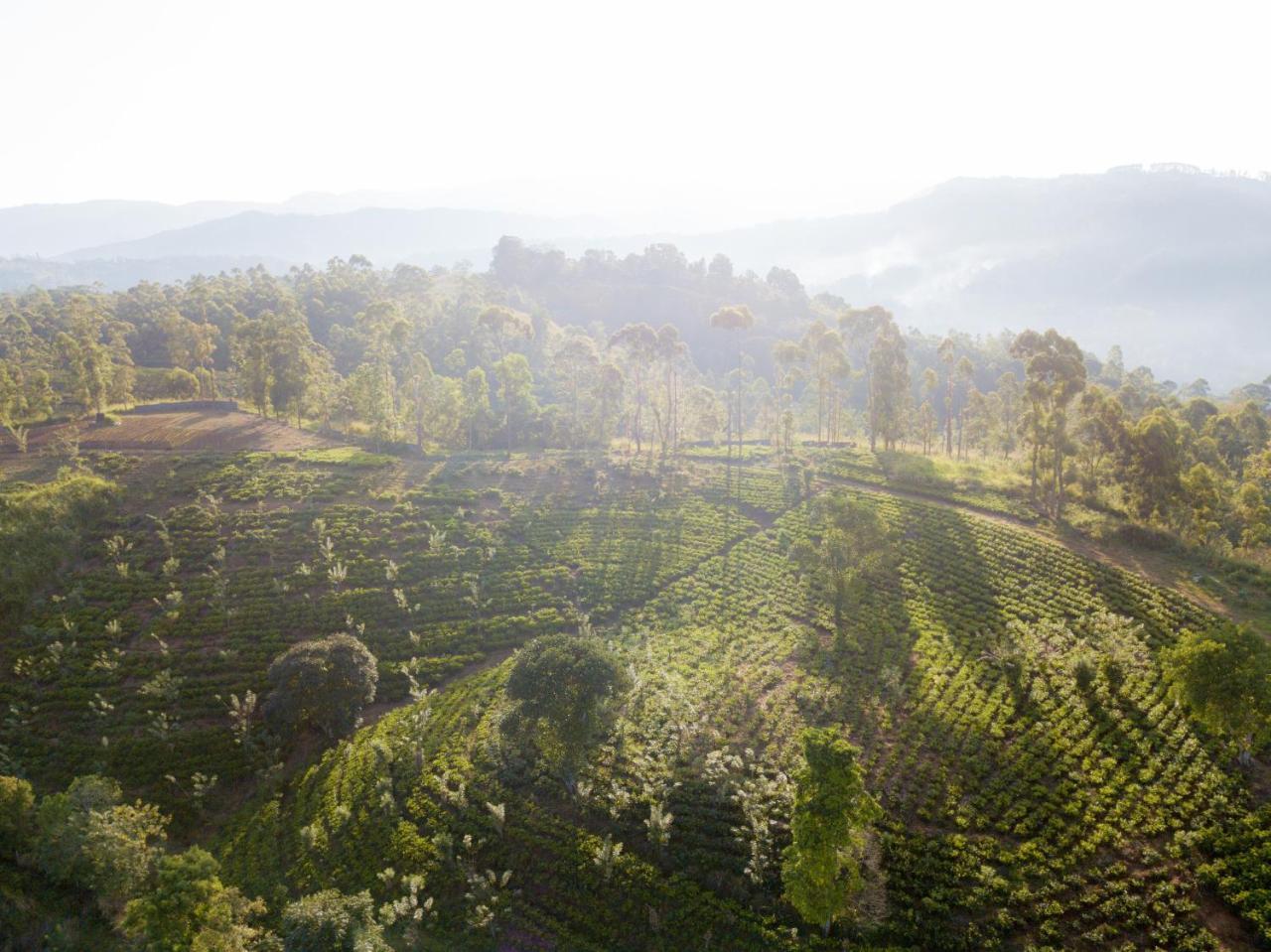 Mount Havana Kandy Eksteriør bilde